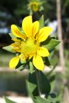 <img100*0:stuff/z/73640/flowers%2520reference.1/i1264564986_1.jpg>