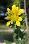 <img100*0:stuff/z/73640/flowers%2520reference.1/i1264564986_2.jpg>