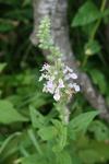 <img100*0:stuff/z/73640/flowers%2520reference.1/i1264564986_4.jpg>