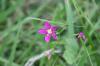 <img100*0:stuff/z/73640/flowers%2520reference.1/i1264564986_5.jpg>