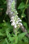 <img100*0:stuff/z/73640/flowers%2520reference.1/i1264564986_6.jpg>