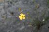 <img100*0:stuff/z/73640/flowers%2520reference.1/i1264564986_7.jpg>