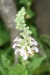 <img100*0:stuff/z/73640/flowers%2520reference.1/i1264564987_10.jpg>