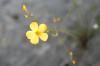 <img100*0:stuff/z/73640/flowers%2520reference.1/i1264564987_11.jpg>