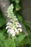 <img100*0:stuff/z/73640/flowers%2520reference.1/i1264564987_12.jpg>