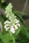 <img100*0:stuff/z/73640/flowers%2520reference.1/i1264564987_13.jpg>