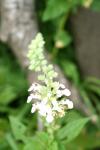 <img100*0:stuff/z/73640/flowers%2520reference.1/i1264564987_8.jpg>