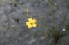 <img100*0:stuff/z/73640/flowers%2520reference.1/i1264564987_9.jpg>