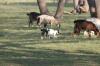 <img100*0:stuff/z/73640/goat%2520reference/i1264923460_1.jpg>