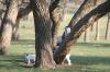 <img100*0:stuff/z/73640/goat%2520reference/i1264923460_3.jpg>