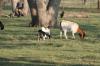 <img100*0:stuff/z/73640/goat%2520reference/i1264923461_10.jpg>
