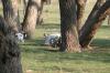 <img100*0:stuff/z/73640/goat%2520reference/i1264923461_15.jpg>