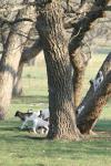 <img100*0:stuff/z/73640/goat%2520reference/i1264923461_18.jpg>