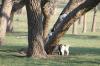 <img100*0:stuff/z/73640/goat%2520reference/i1264923461_22.jpg>