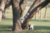 <img100*0:stuff/z/73640/goat%2520reference/i1264923461_27.jpg>