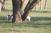 <img100*0:stuff/z/73640/goat%2520reference/i1264923462_33.jpg>