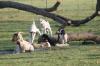 <img100*0:stuff/z/73640/goat%2520reference/i1264952622_2.jpg>