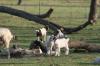 <img100*0:stuff/z/73640/goat%2520reference/i1264953252_1.jpg>