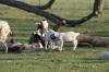<img100*0:stuff/z/73640/goat%2520reference/i1264953252_2.jpg>