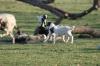 <img100*0:stuff/z/73640/goat%2520reference/i1264953252_8.jpg>