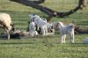 <img100*0:stuff/z/73640/goat%2520reference/i1264953253_10.jpg>
