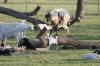 <img100*0:stuff/z/73640/goat%2520reference/i1264954413_12.jpg>