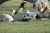 <img100*0:stuff/z/73640/goat%2520reference/i1264954413_19.jpg>