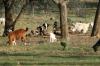 <img100*0:stuff/z/73640/goat%2520reference/i1264954413_2.jpg>