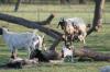 <img100*0:stuff/z/73640/goat%2520reference/i1264954413_21.jpg>