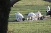 <img100*0:stuff/z/73640/goat%2520reference/i1264954413_4.jpg>