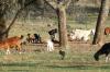 <img100*0:stuff/z/73640/goat%2520reference/i1264954413_5.jpg>
