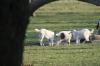 <img100*0:stuff/z/73640/goat%2520reference/i1264954413_7.jpg>