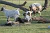 <img100*0:stuff/z/73640/goat%2520reference/i1264954413_9.jpg>
