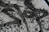 <img100*0:stuff/z/73640/graffiti%2520reference/i1262760487_14.jpg>