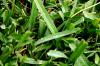 <img100*0:stuff/z/73640/green%2520grass.1/i1277860888_1.jpg>