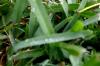 <img100*0:stuff/z/73640/green%2520grass.1/i1277860888_10.jpg>