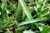 <img100*0:stuff/z/73640/green%2520grass.1/i1277860888_2.jpg>