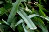<img100*0:stuff/z/73640/green%2520grass.1/i1277860888_3.jpg>