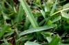 <img100*0:stuff/z/73640/green%2520grass.1/i1277860888_4.jpg>