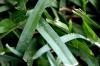 <img100*0:stuff/z/73640/green%2520grass.1/i1277860888_5.jpg>