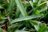 <img100*0:stuff/z/73640/green%2520grass.1/i1277860888_6.jpg>