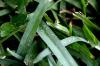 <img100*0:stuff/z/73640/green%2520grass.1/i1277860888_7.jpg>