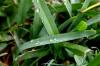 <img100*0:stuff/z/73640/green%2520grass.1/i1277860888_8.jpg>