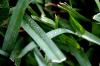 <img100*0:stuff/z/73640/green%2520grass.1/i1277860888_9.jpg>