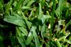 <img100*0:stuff/z/73640/green%2520grass.1/i1277860889_11.jpg>