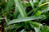 <img100*0:stuff/z/73640/green%2520grass.1/i1277860889_12.jpg>