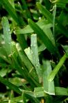 <img100*0:stuff/z/73640/green%2520grass.1/i1277860889_13.jpg>
