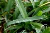 <img100*0:stuff/z/73640/green%2520grass.1/i1277860889_14.jpg>