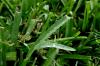 <img100*0:stuff/z/73640/green%2520grass.1/i1277860889_15.jpg>
