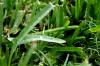 <img100*0:stuff/z/73640/green%2520grass.1/i1277860890_16.jpg>